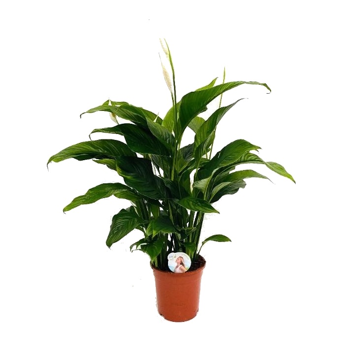 Pokojové rostliny okrasné květem - Lopatkovec květináč 17cm