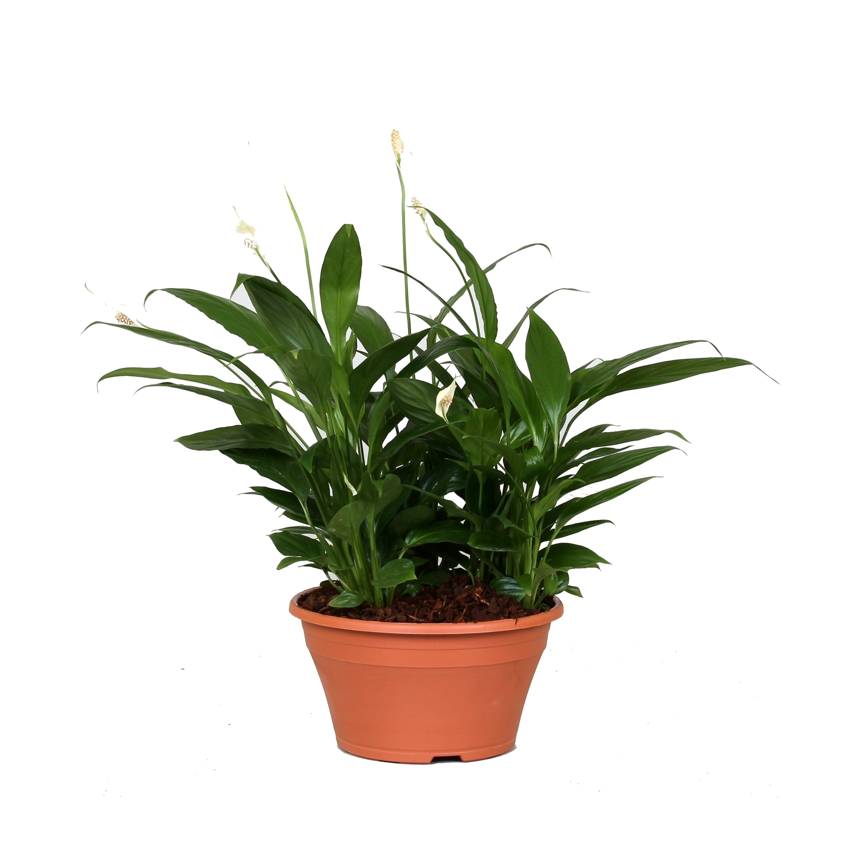 Kvetoucí pokojové rostliny - Lopatkovec miska 23cm