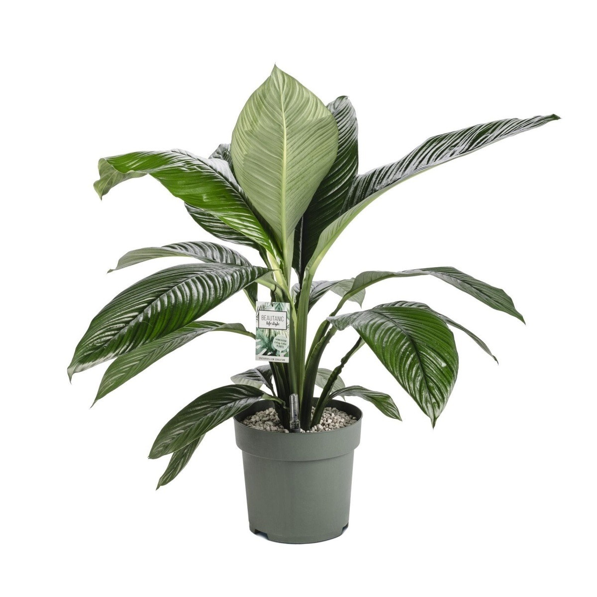 Ekologicky pěstované pokojové rostliny - Lopatkovec Sansation hydroponický květináč 30cm