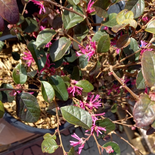 Loropetalum Black Pearl 10 litrů-0