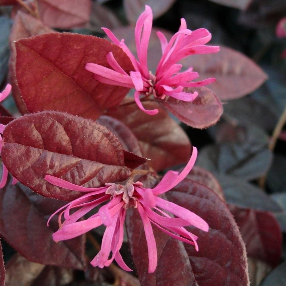 Loropetalum čínské Fire Dance květináč 3 litry-0