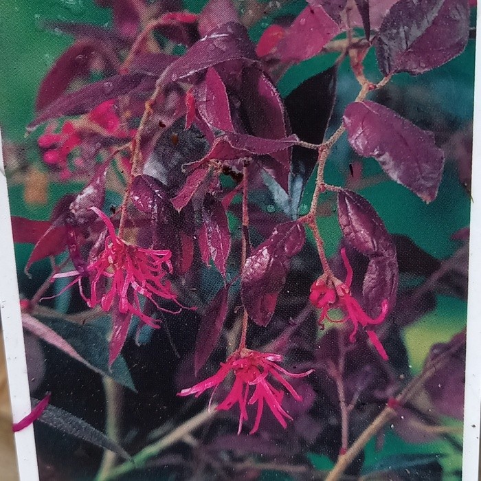 Nádobové květiny - Loropetalum čínské 'Fire Dance' výška 30/40cm, květináč 2,5 litru