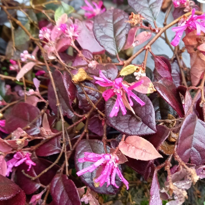 Loropetalum čínské 'Fire Dance' výška 30/40cm, květináč 2,5 litru-0