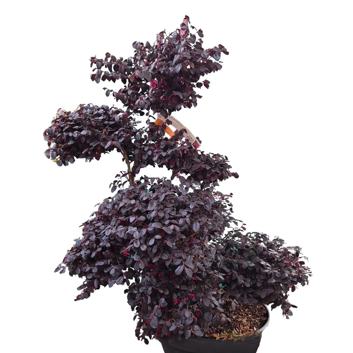 Nádobové květiny - Loropetalum čínské Rubra výška 125/150cm, miska 30cm, bonsai