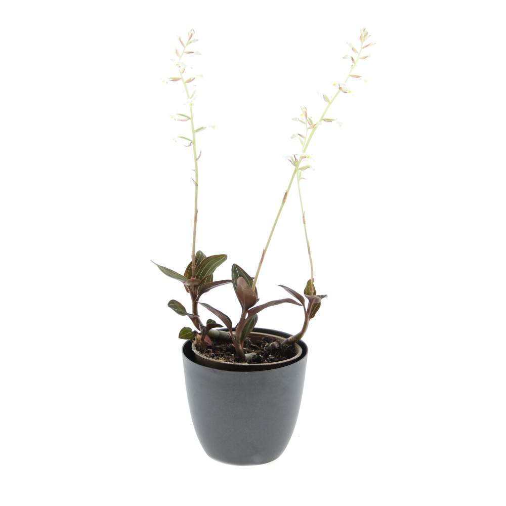 Okrasné pokojové rostliny - Ludisie květináč 12cm