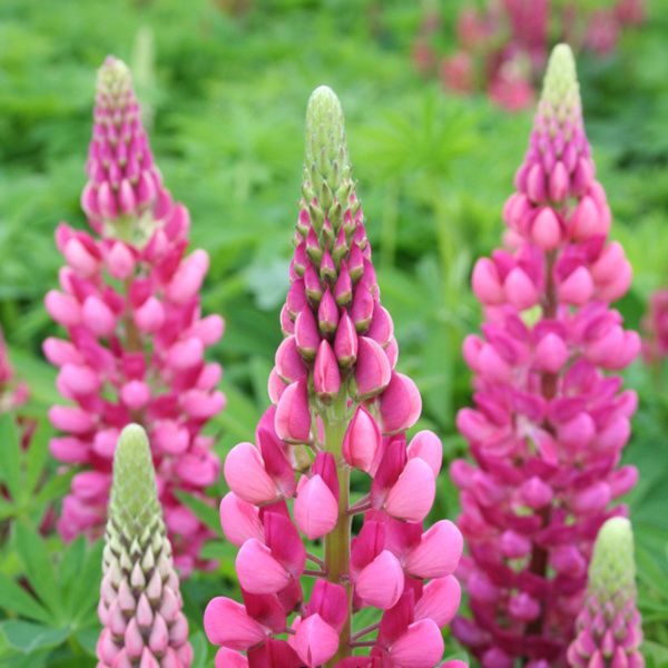 Trvalky - Lupina 'Gallery Pink' 9cm