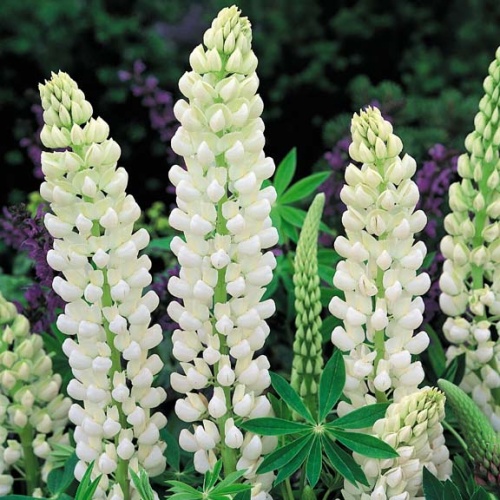 Trvalky - Lupina 'Gallery White' 9cm
