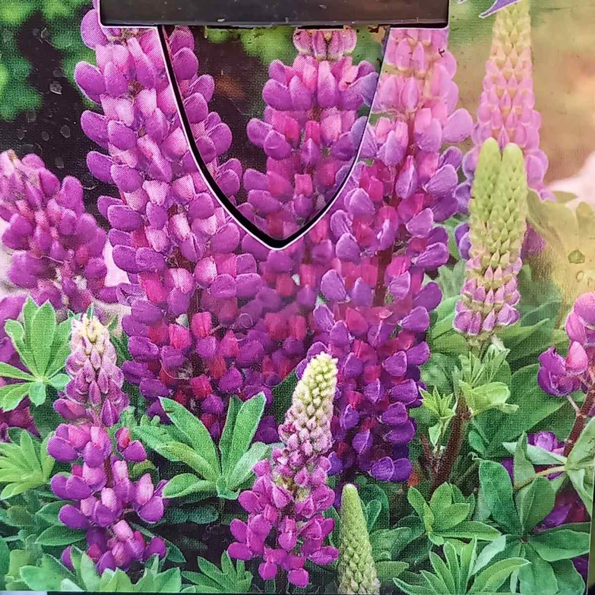 Na slunce - Lupina mnoholistá Legendary Blue Shades květináč 2 litry