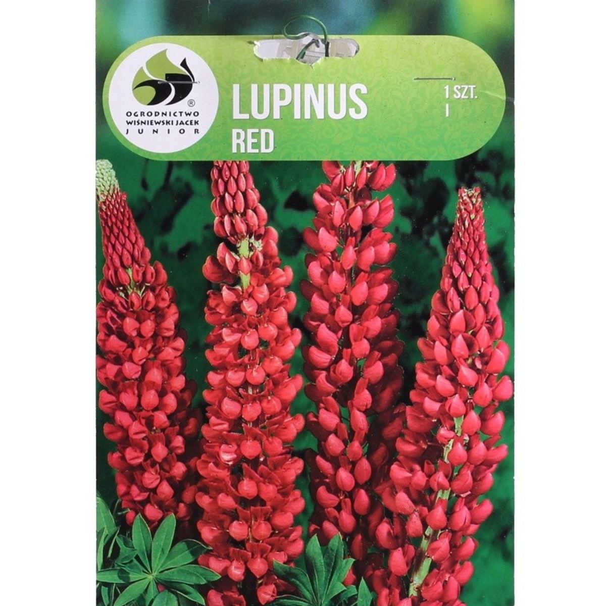 Ostatní jarní cibuloviny - Lupina Red 1ks