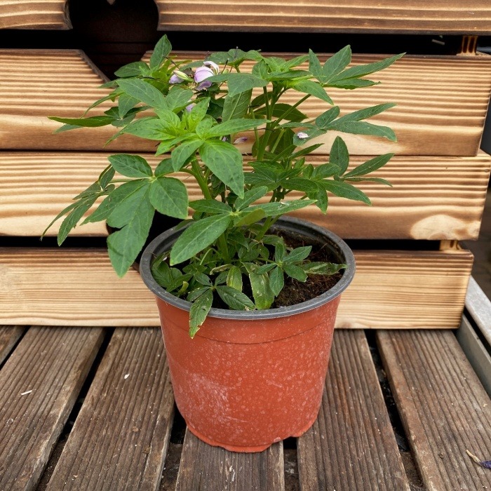 Balkonové květiny - Luštěnice trnitá květináč 12cm