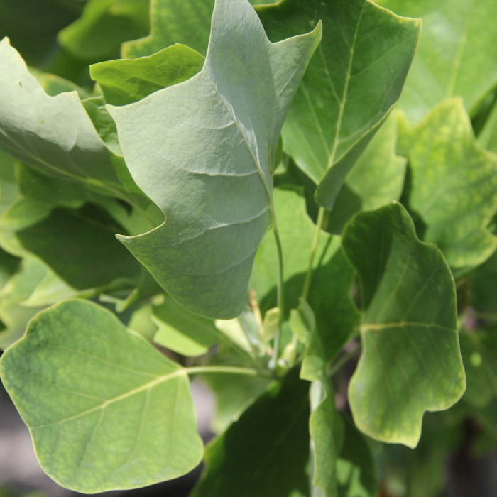 Listnaté stromky a stromy - Lyriovník tulipánokvětý Fastigiatum obvod 8/10, květináč 30 litrů