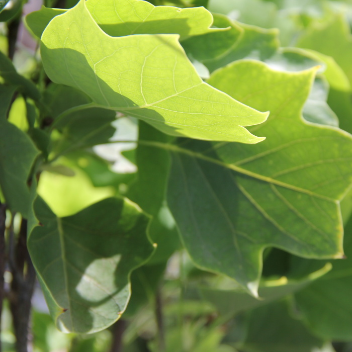 Listnaté stromky a stromy - Lyriovník tulipánokvětý 'Fastigiatum' výška 125/200cm, květináč 30cm