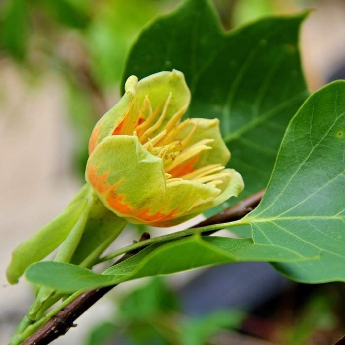Listnaté stromky a stromy - Lyriovník tulipánokvětý výška 350/400cm , květináč 90 litrů