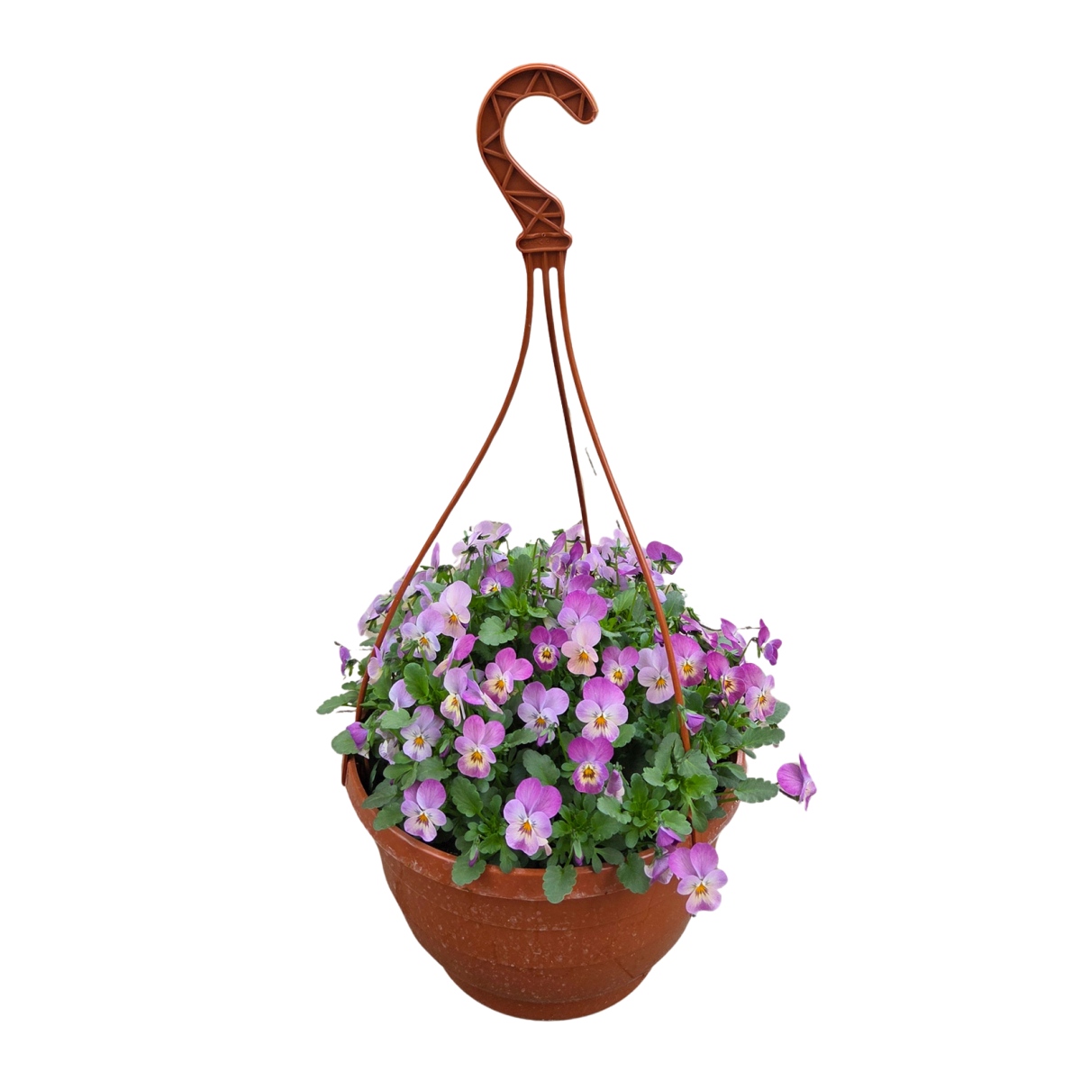 Nádobové květiny - Maceška mix závěsný květináč 25cm