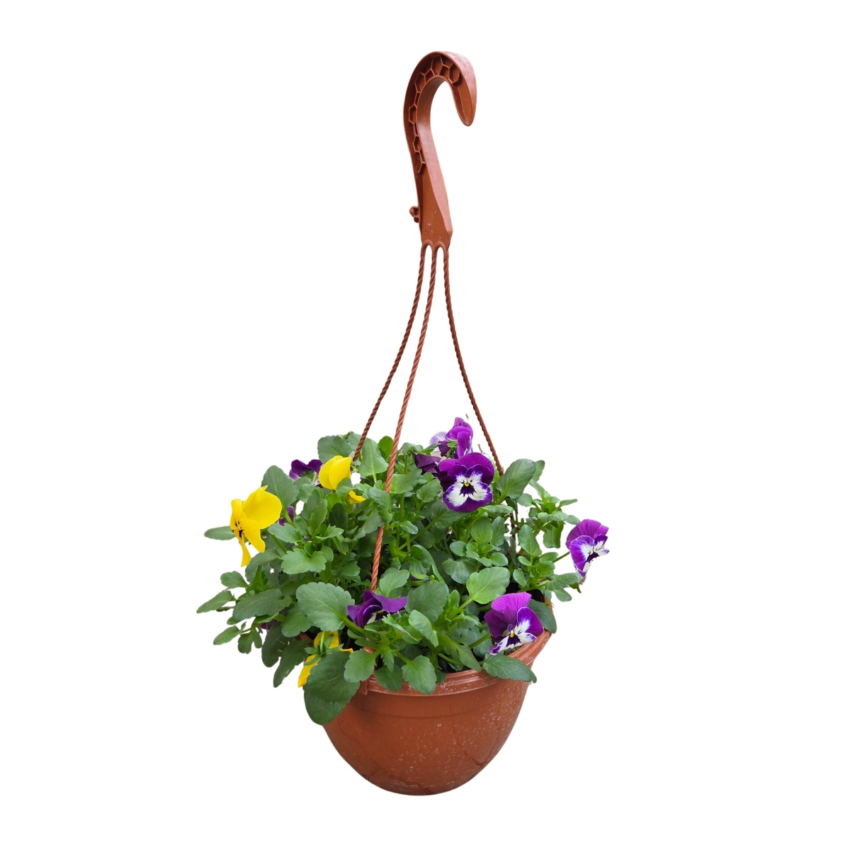 Nádobové květiny - Maceška závěsný květináč 20cm