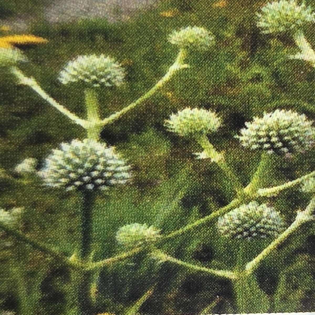 Máčka agávolistá květináč 9cm-0