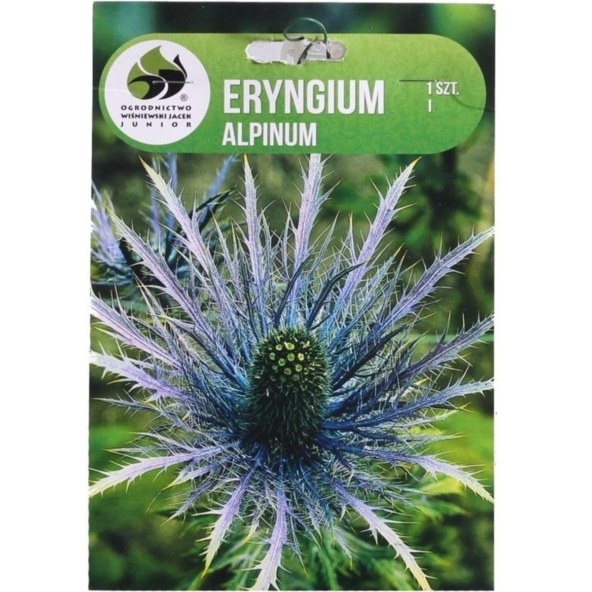 Ostatní jarní cibuloviny - Máčka alpská 1ks