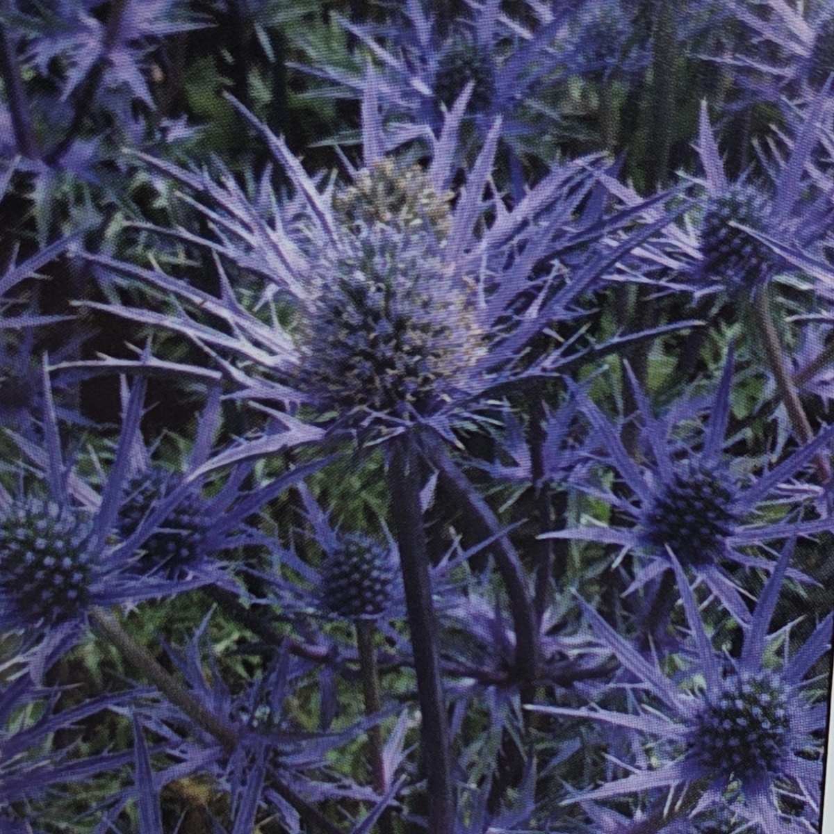 Na slunce - Máčka Lapis Blue květináč 11cm
