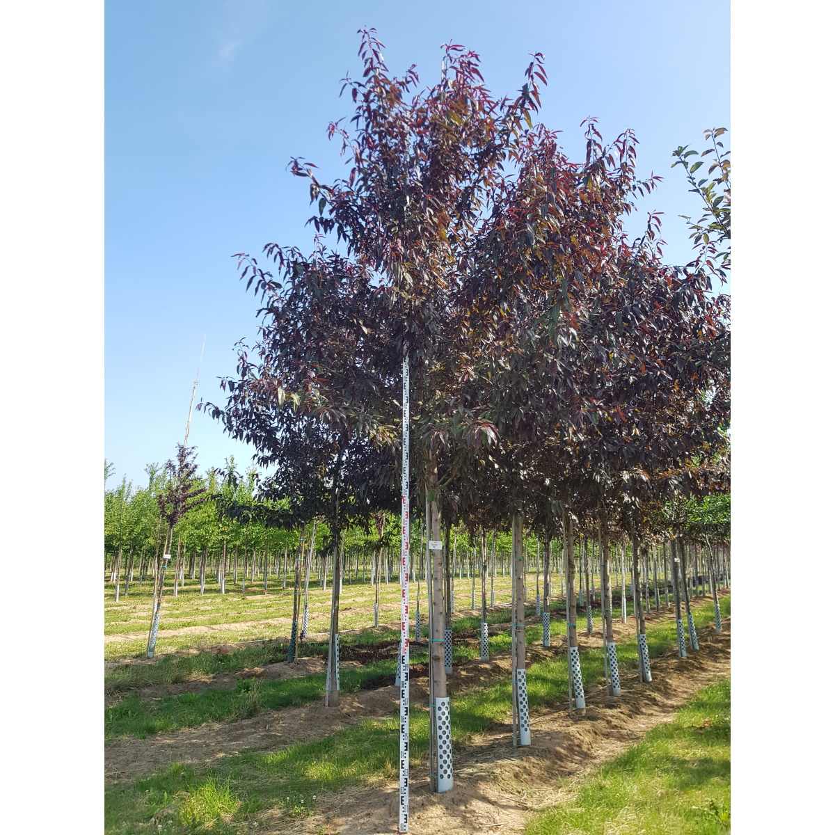 Soliterní stromy - Madloň obecmá Red výška kmene 225cm, zemní bal