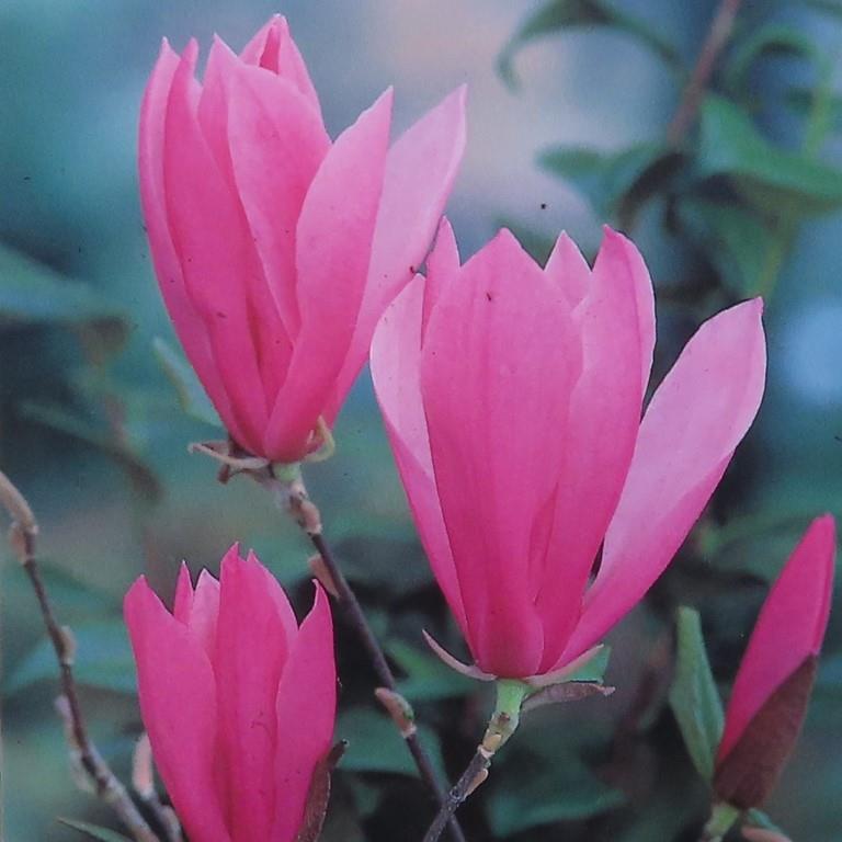 Magnolie - Magnolie 'Betty' květináč 10 litrů, výška 80/100cm, keř