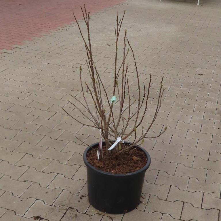 Magnolie 'Betty' květináč 10 litrů, výška 80/100cm, keř-0