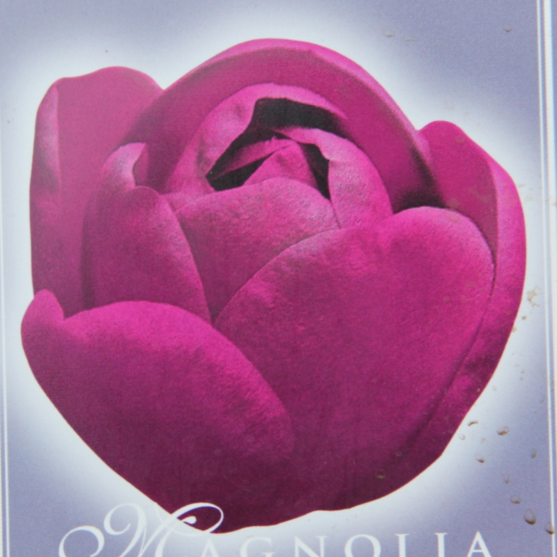 Magnolie - Magnolie 'Black Tulip' květináč 5 litrů, výška 40/60cm, keř