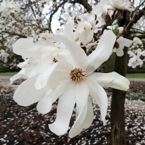 Rostliny - Magnolie Loebnerova 'Merrill' květináč 2,5 litru, výška 40/60cm, keř