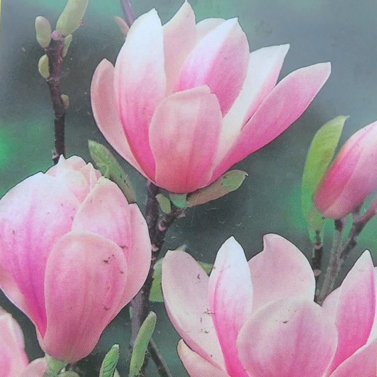 Rostliny - Magnolie Soulangeova květináč 30 litrů, výška 80/100cm, keř