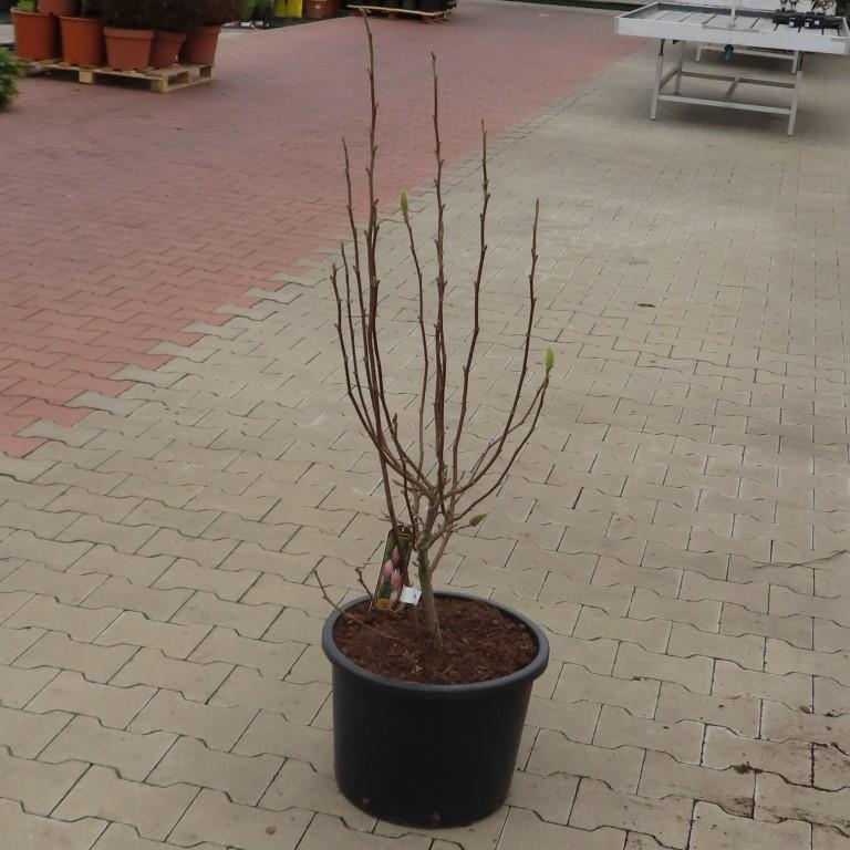 Magnolie Soulangeova květináč 30 litrů, výška 80/100cm, keř-0