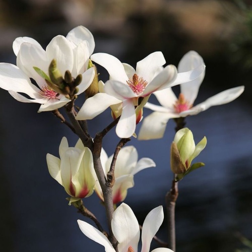 Magnolie 'Sunrise' květináč 3 litry, výška 40/60cm, keř-0