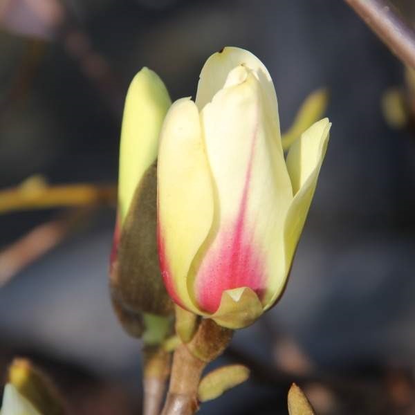 Magnolie - Magnolie 'Sunrise' květináč 6 litrů, výška 50/60cm, keř