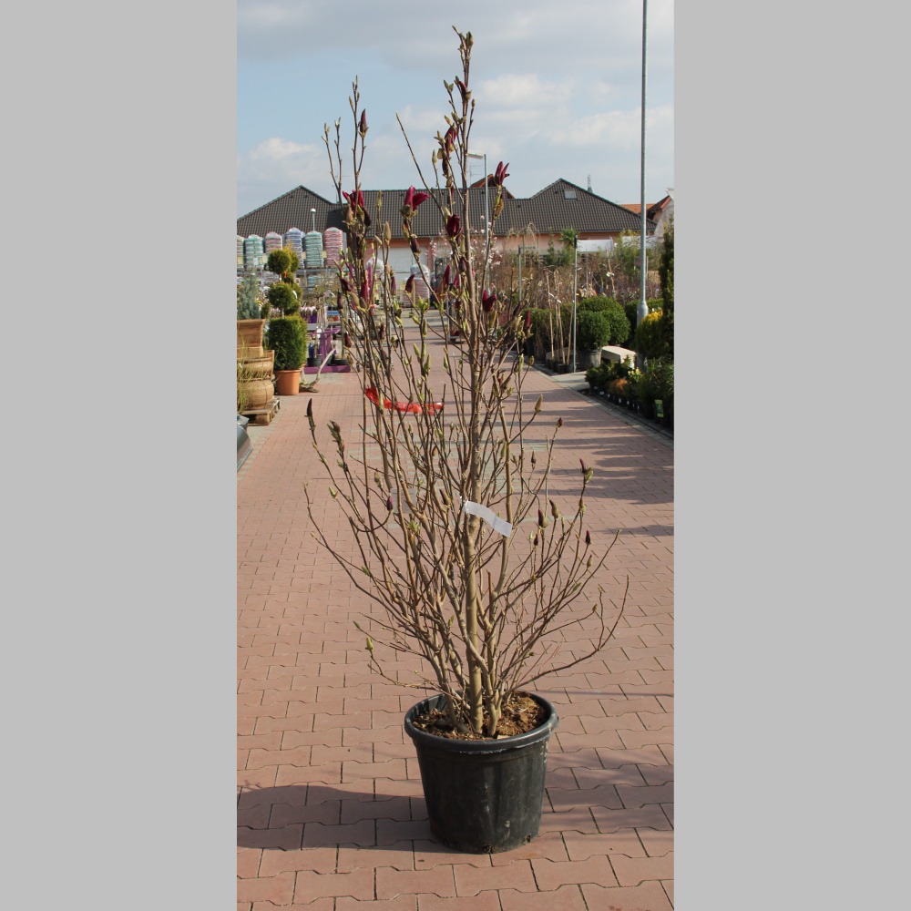 Magnolie - Magnolie 'Susan' květináč 30 litrů, výška 100/125cm, keř
