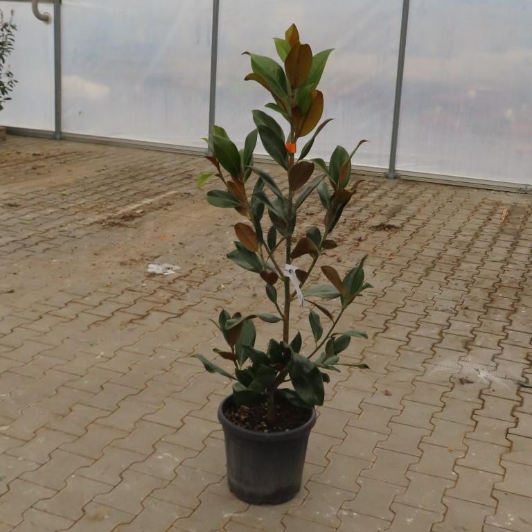 Magnolie - Magnolie velkokvětá 'Gallisoniensis' květináč 12 litrů, výška 60/80cm, keř