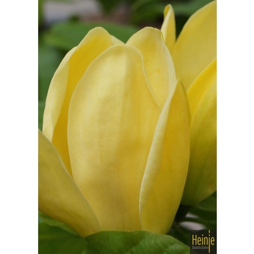 Magnolie - Magnolie 'Yellow Joy' květináč 6 litrů, výška 60/80cm, keř
