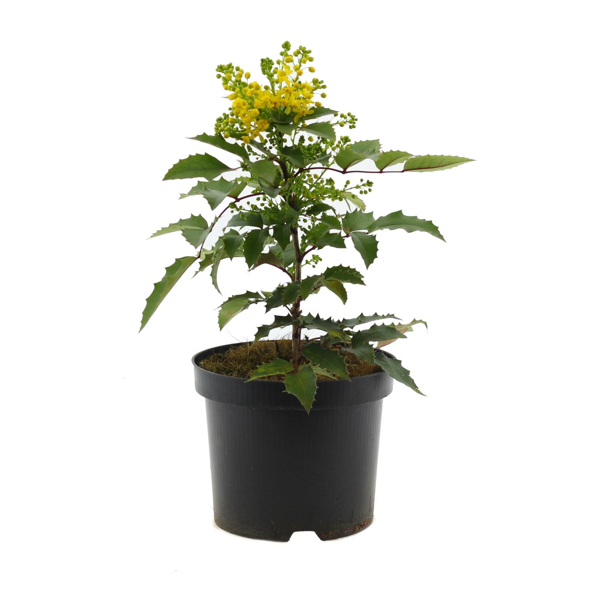 Stálezelené keře - Mahonie cesmínolistá Apollo květináč 2,5 litru, výška 25/30cm, keř