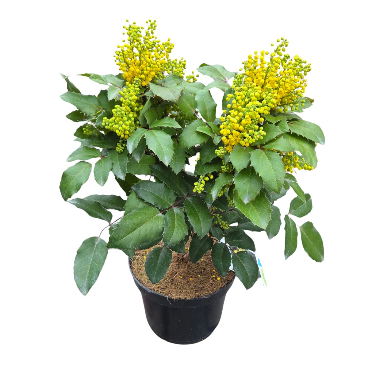 Stálezelené keře - Mahonie cesmínolistá Smaragd výška 30/40cm, květináč 2,5 litru