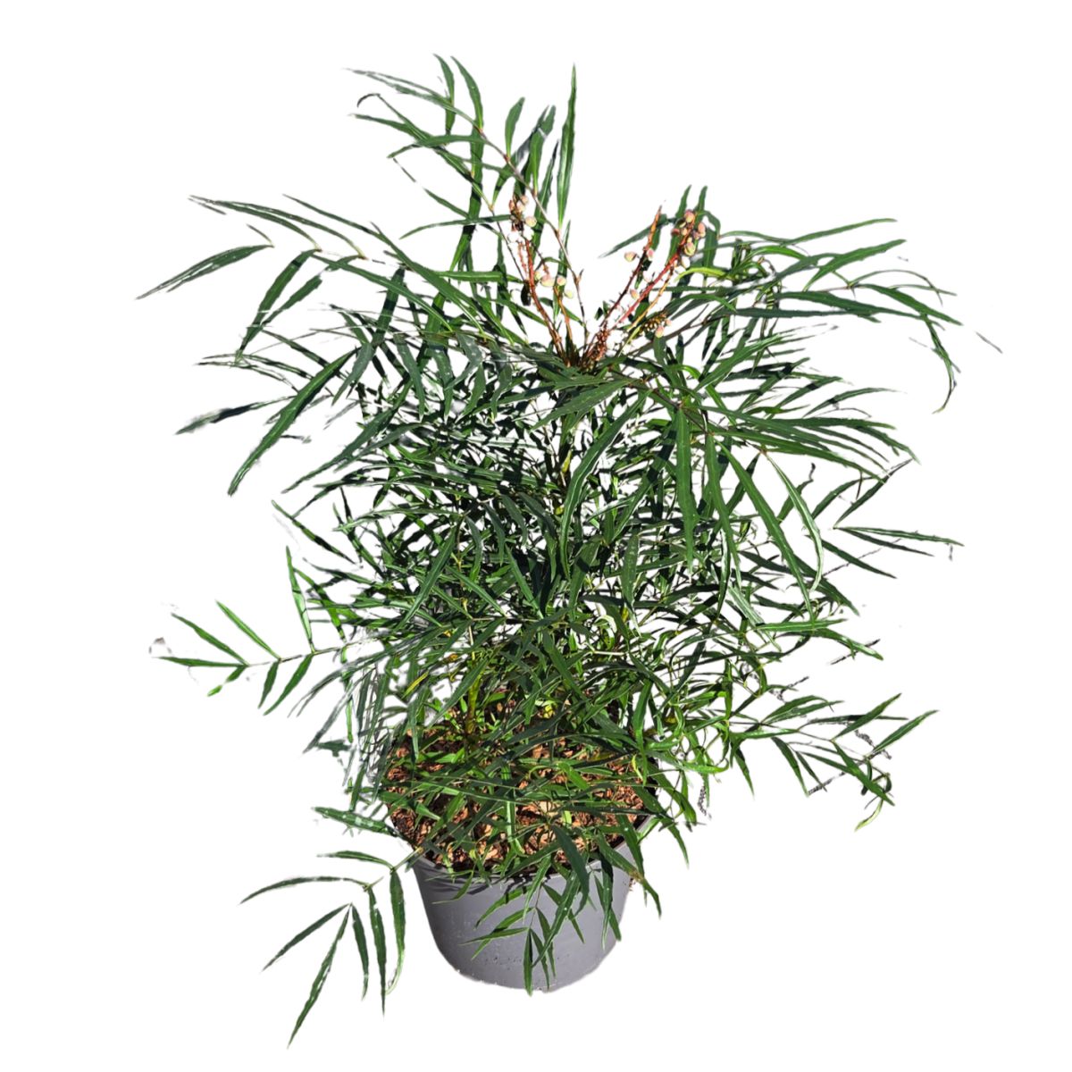 Stálezelené keře - Mahonie tenkolistá  Soft Caress výška 25/30cm, květináč 3 litry