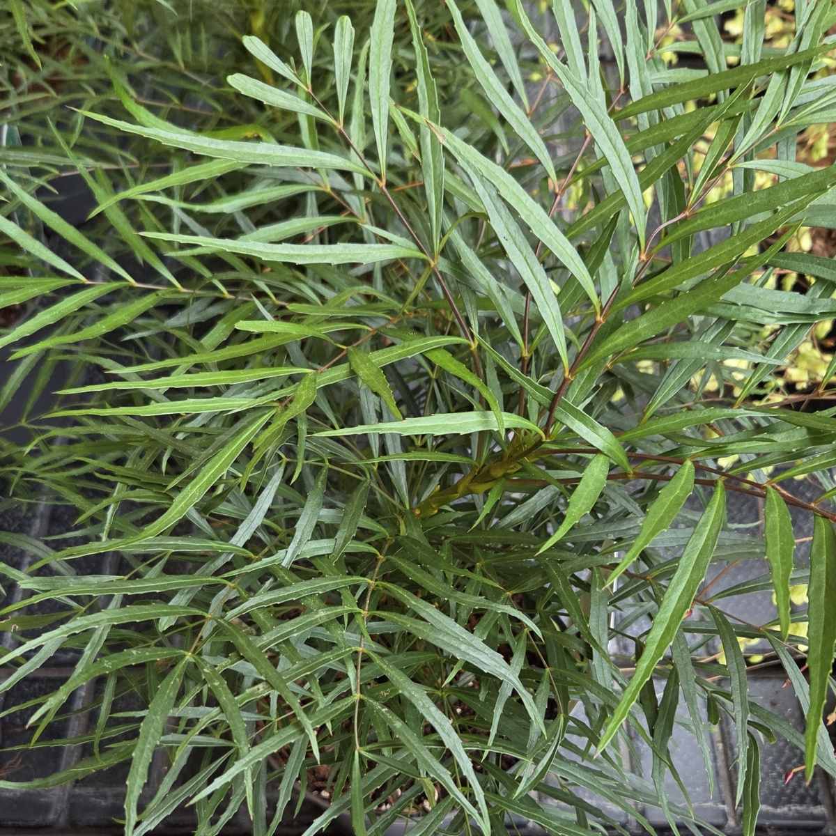 Mahonie tenkolistá  Soft Caress výška 25/30cm, květináč 3 litry-0