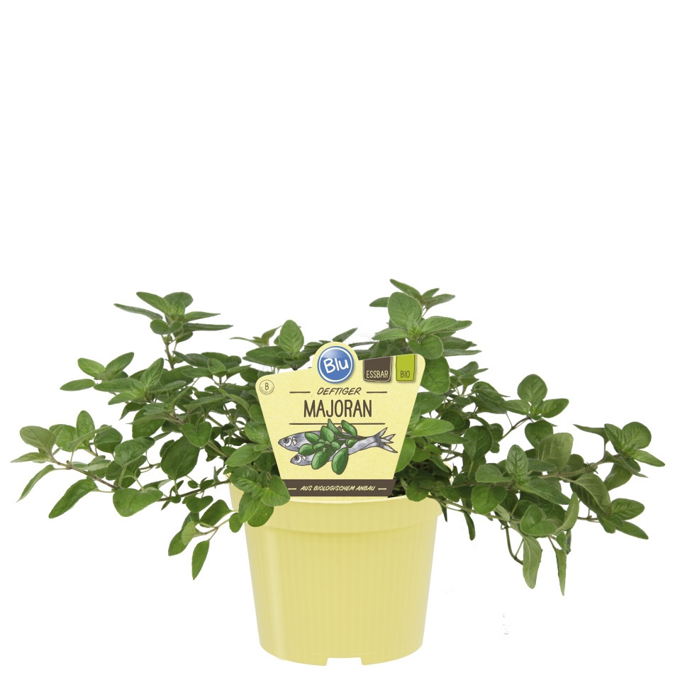 Bylinky - Majoránka BIO květináč 12cm