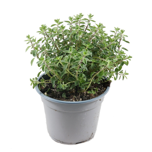 Bylinky - Majoránka zahradní květináč 14cm