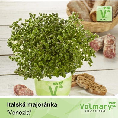Bylinky - Majoránka zahradní Venezia 12cm