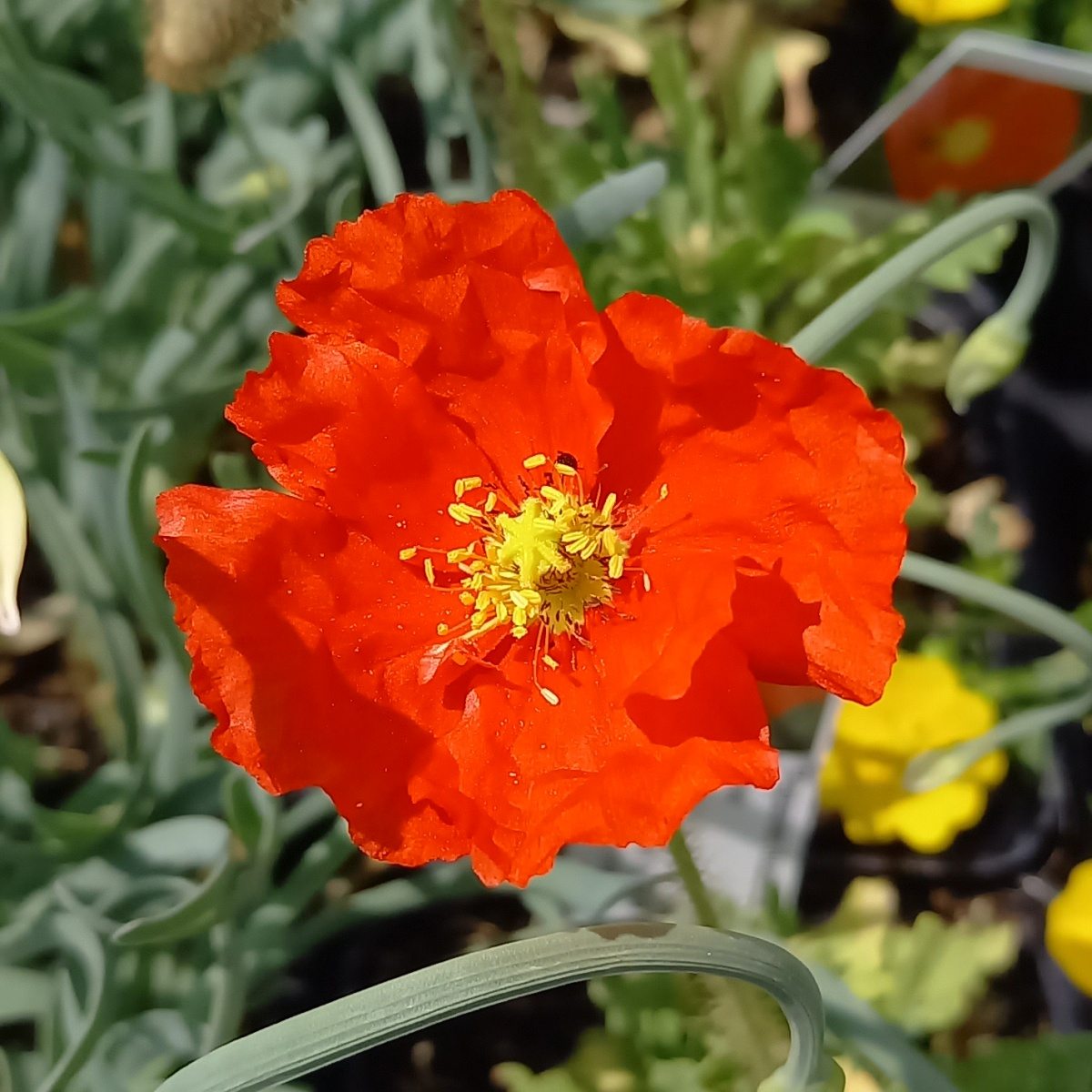 Na slunce - Mák lysý Spring Fever Red květináč 9cm