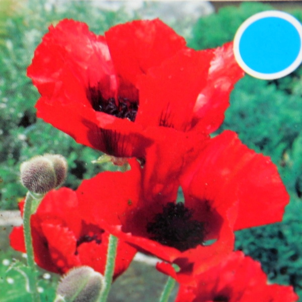 Na slunce - Mák východní 'Beauty of Livermere' 9cm