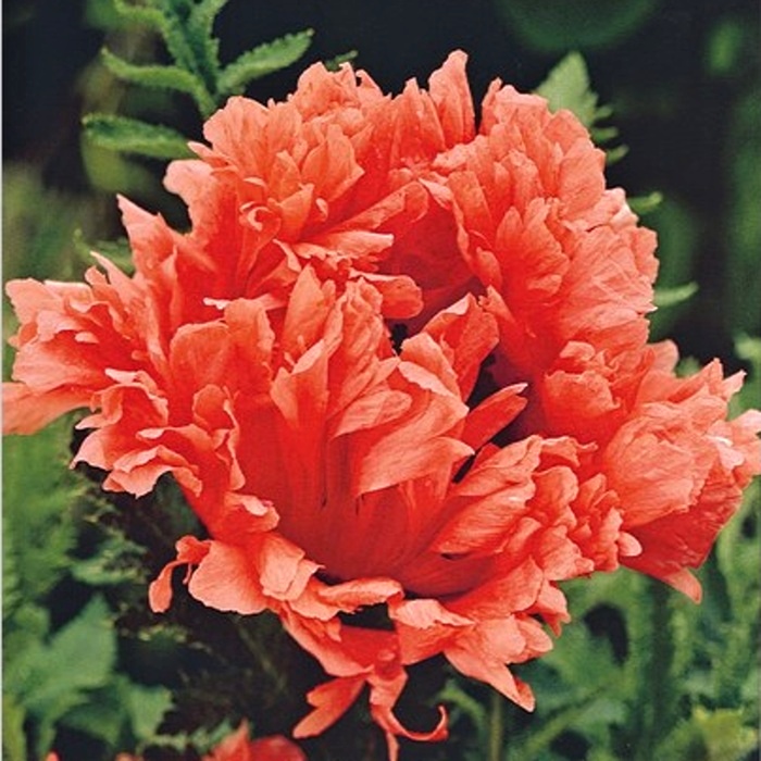 Ostatní jarní cibuloviny - Mák východní 'Garden Glorie' 1ks