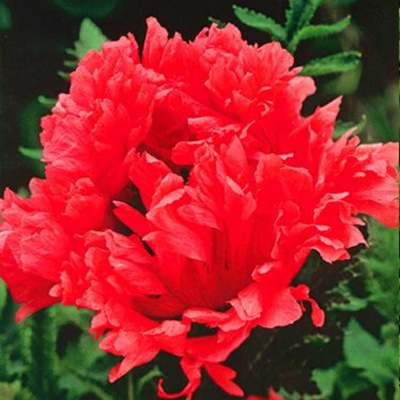 Ostatní jarní cibuloviny - Mák východní 'Garden Glory' 1ks