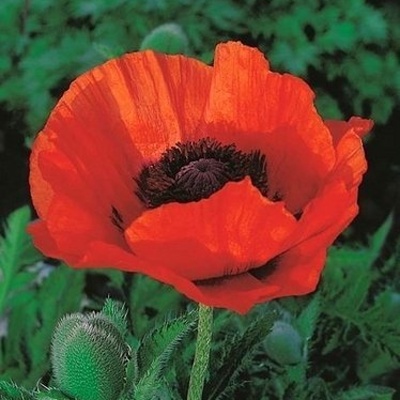 Ostatní jarní cibuloviny - Mák východní 'Marcus Perry' 1ks