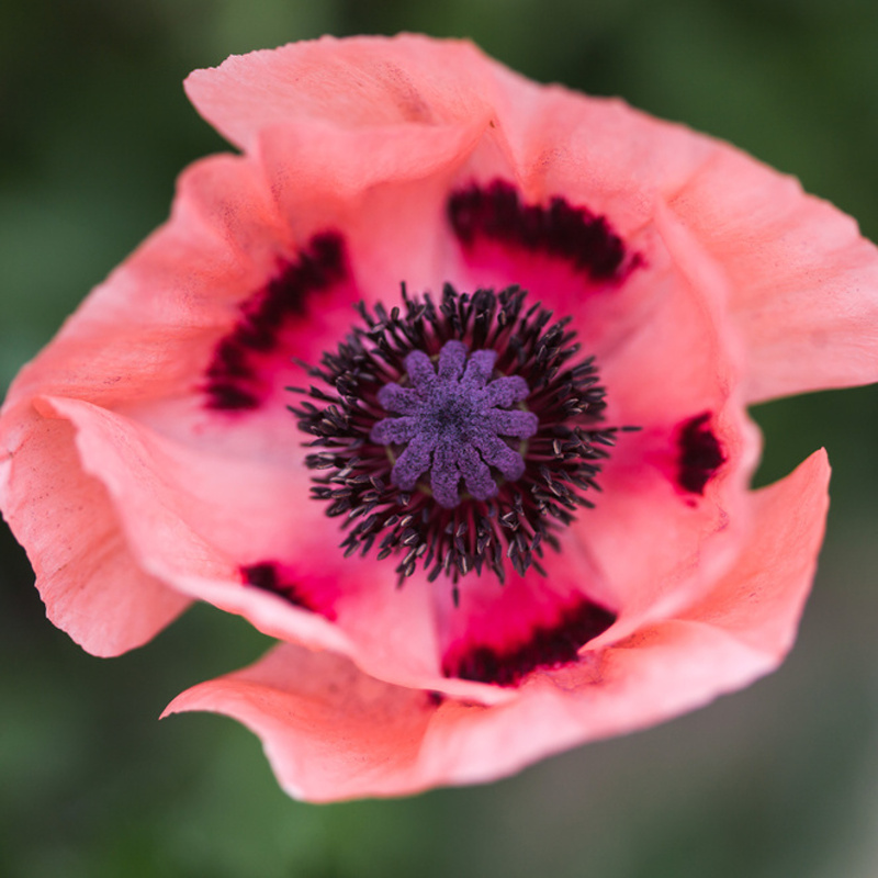 Ostatní jarní cibuloviny - Mák východní 'Mrs.Perry' 1ks