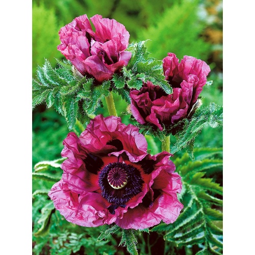 Ostatní jarní cibuloviny - Mák východní 'Patty's Plum' 1ks