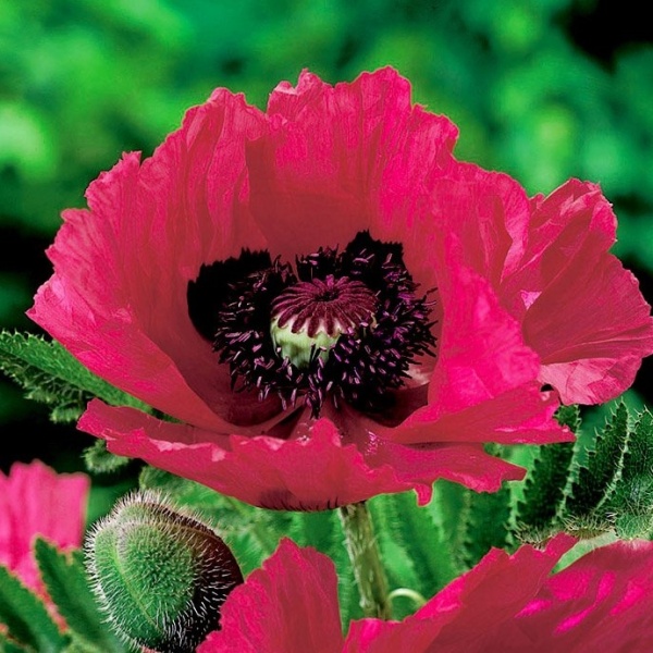 Ostatní jarní cibuloviny - Mák východní 'Watermelon' 1ks