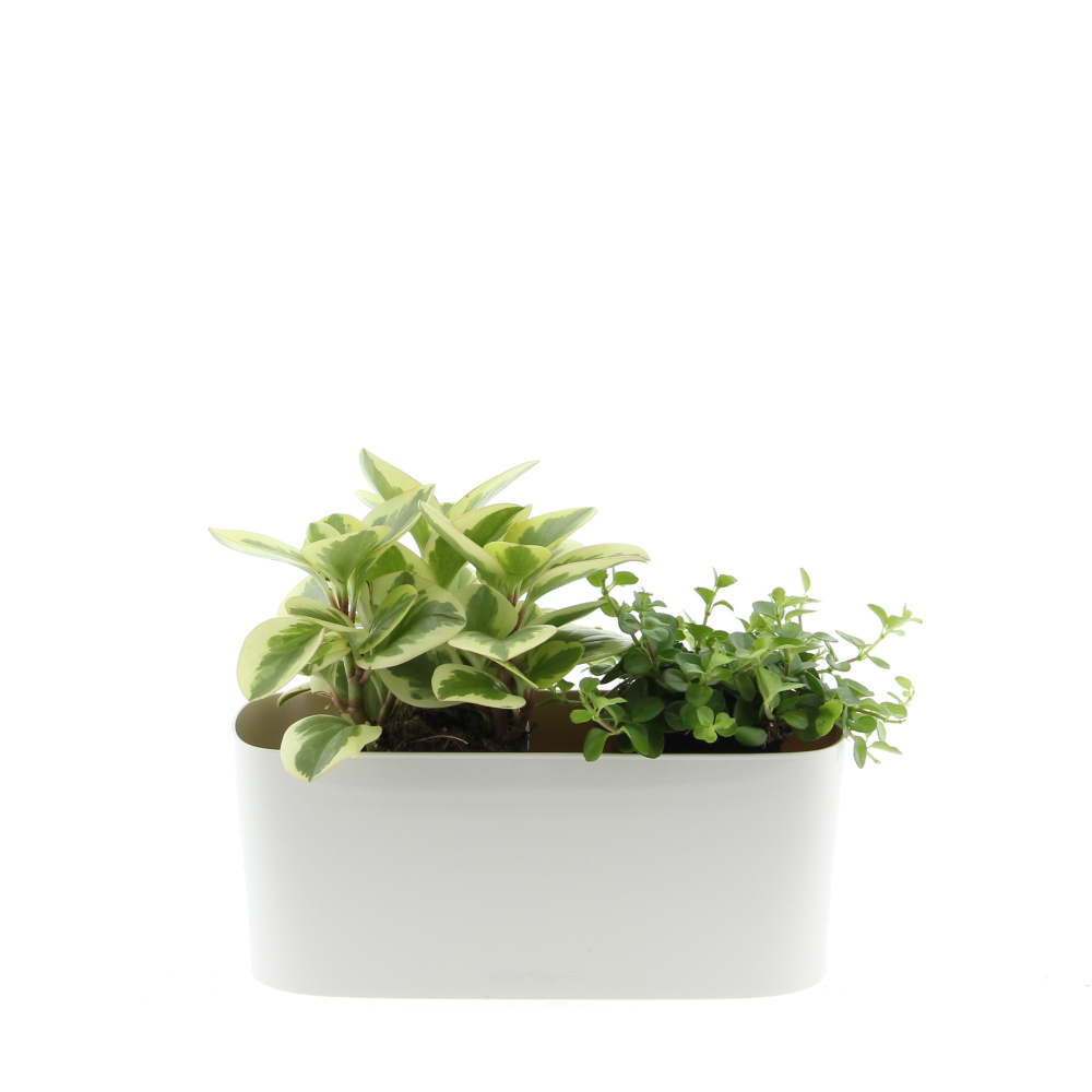 Osázené truhlíky s pokojovými rostlinami - Malá sonata truhlík Lechuza 30cm